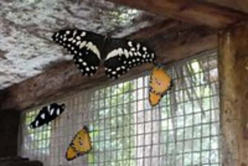 Pemba Island: Butterfly Sanctuary Tour - Pemba Island: Butterfly Sanctuary Tour – A Colorful Eco-Experience
