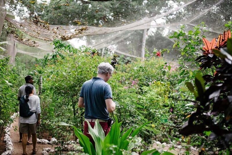 Pemba Island: Butterfly Sanctuary Tour - The Logistics: How the Tour Fits into Your Journey