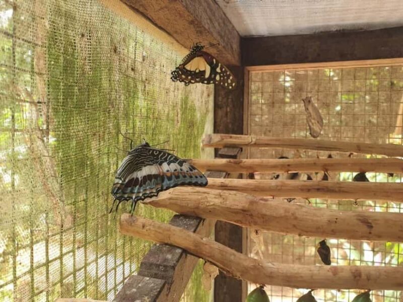 Pemba Island: Butterfly Sanctuary Tour - Who Will Love This Tour?