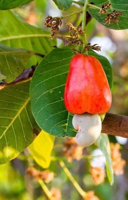 Pemba Island: Chake Chake and Spice Farm Tour - Key Points