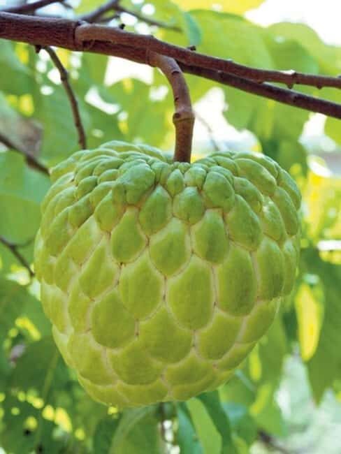 Pemba Island: Chake Chake and Spice Farm Tour - Sensory Delights at the Essential Oil Distillery