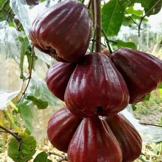 Pemba Island: Dhow Race and Spice Plantation Tour - Introduction