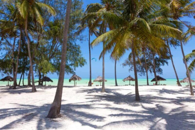 Pemba Island: Ngezi Forest and vumawimbi beach Tour - Discovering Ngezi Forest: Pemba’s Last Indigenous Rainforest