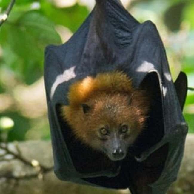 Pemba Island: Ngezi Forest Tour - Introduction: What makes this rainforest walk special?