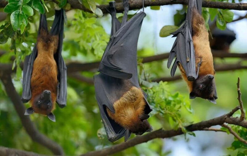 Pemba Island: Ngezi Forest Tour - Key Points
