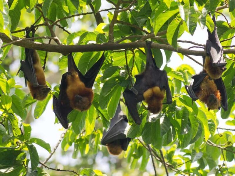 Pemba Island: Ngezi Forest Tour - What to Keep in Mind