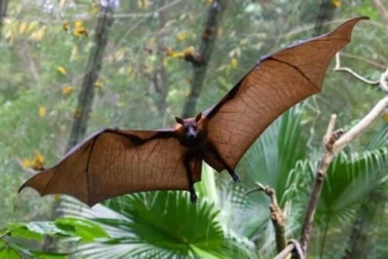 Pemba Island: Ngezi Forest Tour - Who Is This Tour Best For?
