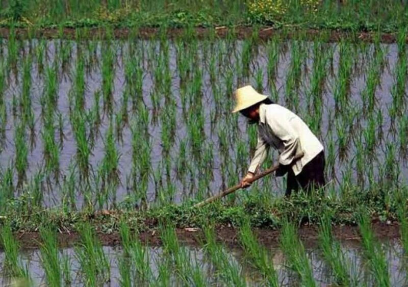 Pemba Island: Rice and Coffee Farm Tour with Tasting - Key Points