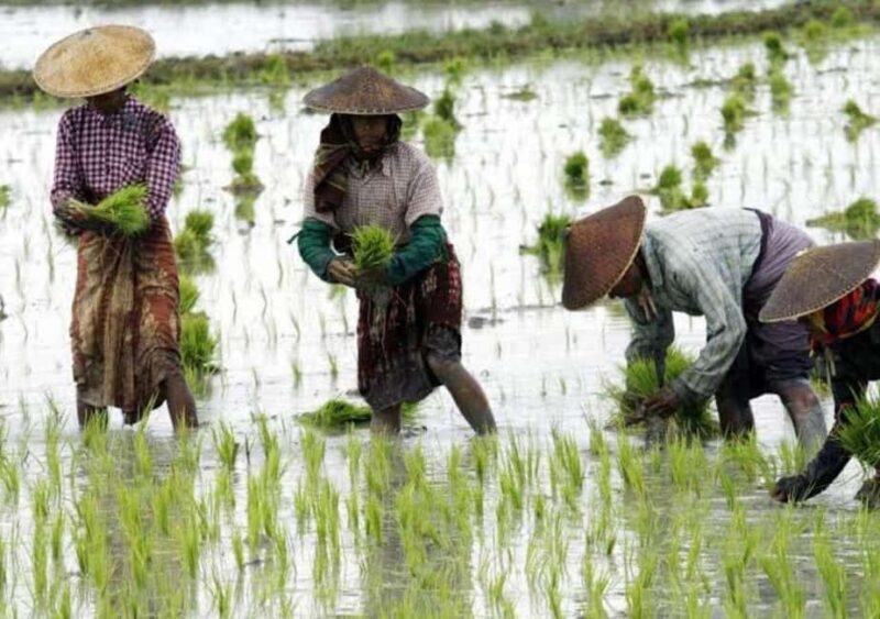 Pemba Island: Rice and Coffee Farm Tour with Tasting - Discovering Pembas Agricultural Heartland