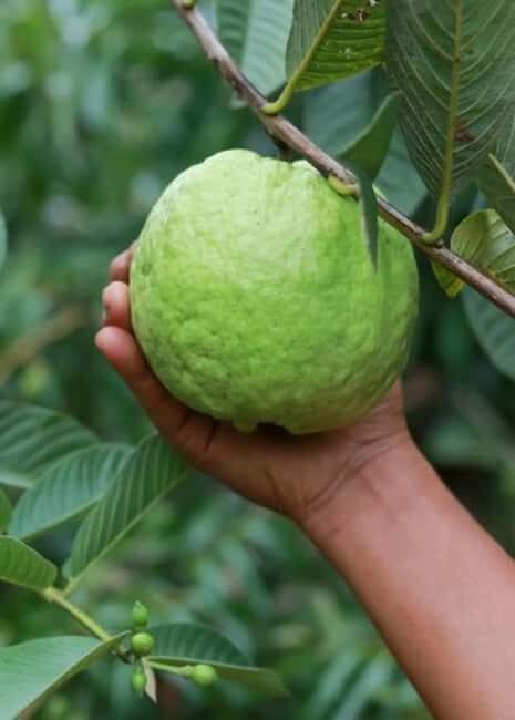 Pemba Island: Spice Farm and Mnarani Ruins Tour - Key Points
