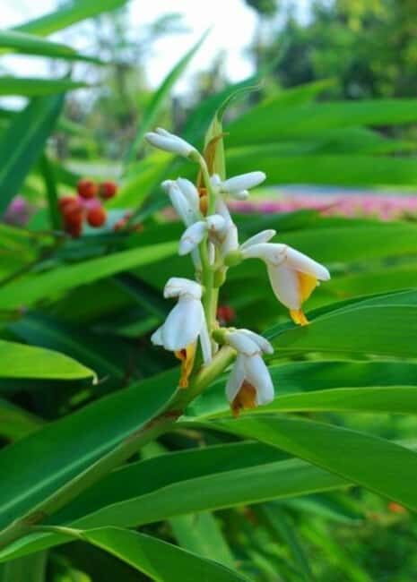 Pemba Island: Spice Farm and Mnarani Ruins Tour - Frequently Asked Questions
