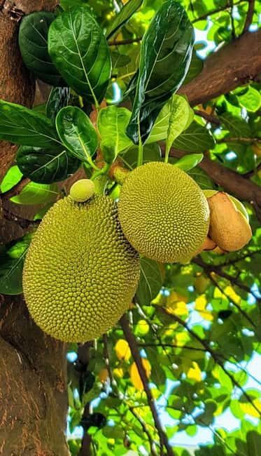 Pemba Island: Spice Farm, Chake Chake, and Pujini Tour - Key Points