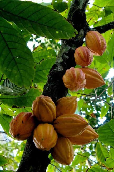 Pemba Island: Spice Farm, Chake Chake, and Pujini Tour - Exploring Pemba: An Island of Aromas and Ancient Stories