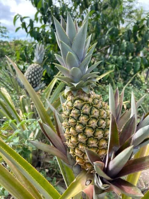 Pemba Island: Spice Farm, Chake Chake, and Pujini Tour - Authentic Insights from Reviews