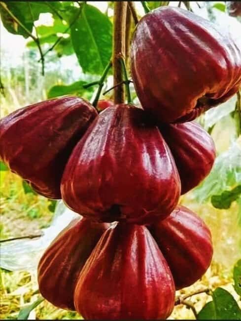 Pemba Island: Spice Farm Tour and Odyssey Oil Experience - Exploring Pemba’s Spice Farms: What to Expect