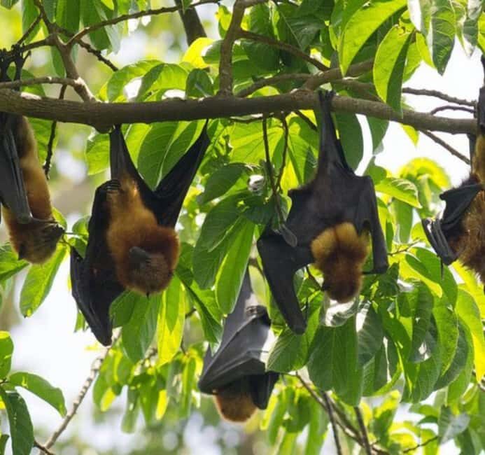 Pemba Island: The Pemba Flying Fox Tour - Key Points