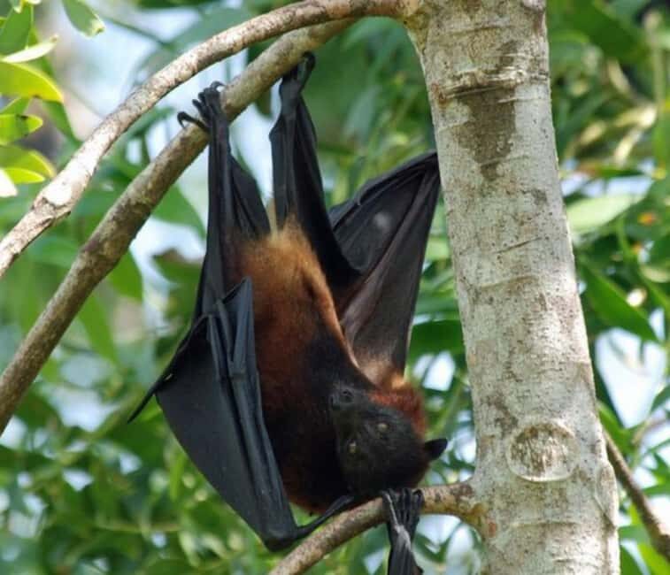 Pemba Island: The Pemba Flying Fox Tour - Exploring the Pemba Flying Fox Tour in Detail