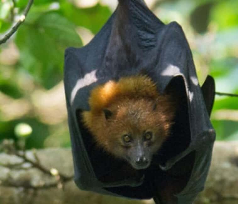 Pemba Island: The Pemba Flying Fox Tour - FAQ