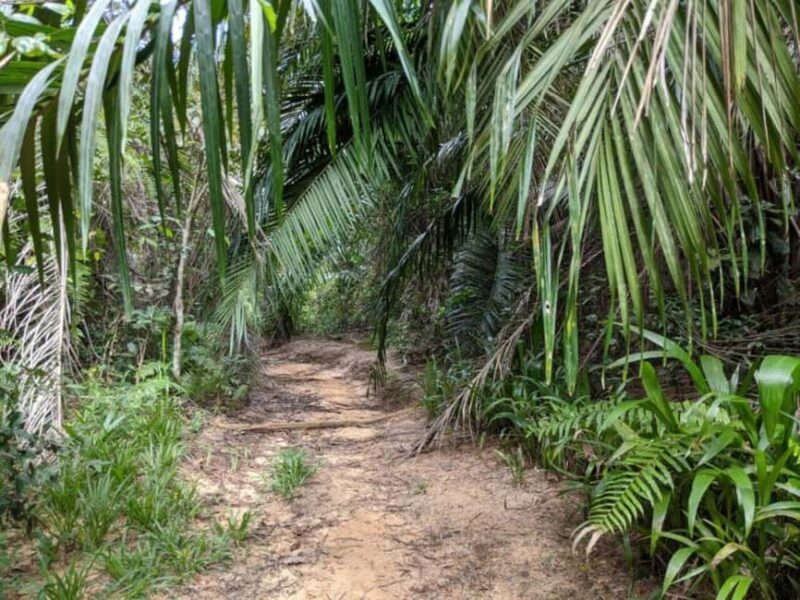Pemba: Mystical Caves and Spice Forest Adventure - Why This Tour Is Worth Considering
