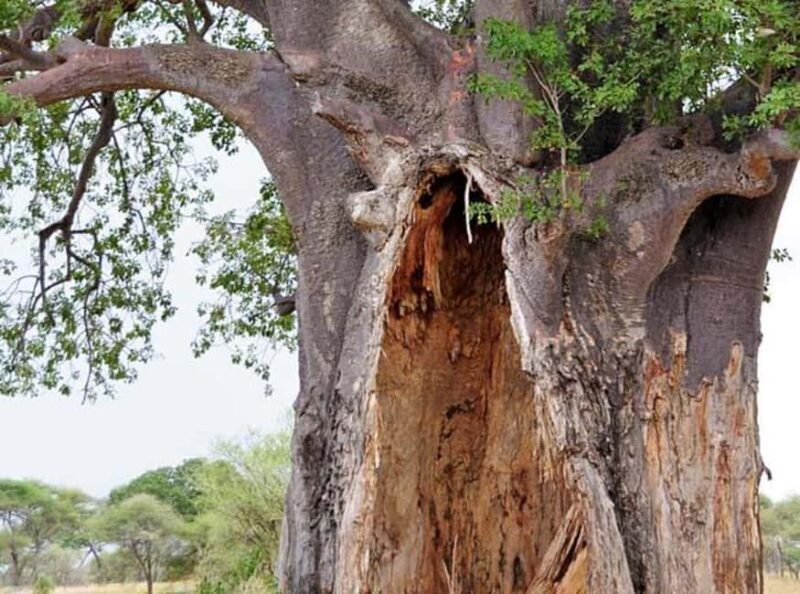 Pemba: Mystical Caves and Spice Forest Adventure - Who Should Book This Tour?
