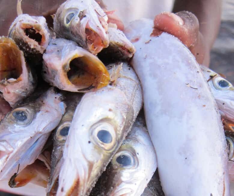 Pemba: Tumbe Village and Kojani Island Guided Tour - The Sum Up