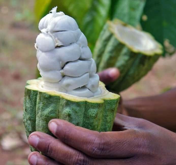 Pemba: Tumbe Village, Spice Farm, and Kojani Island Tour - From Land to Sea – Boat Ride to Kojani Island