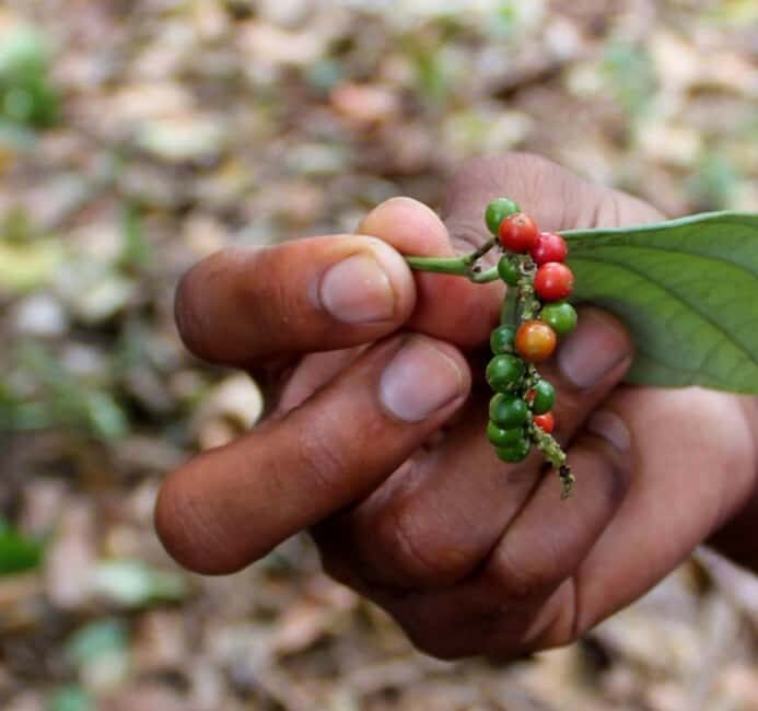 Pemba: Tumbe Village Tour with Spice Farm Visit - Walking Through Spice Gardens: Aromatic Traditions