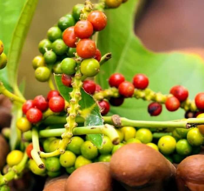 Pemba: Tumbe Village Tour with Spice Farm Visit - Practicalities and What to Expect