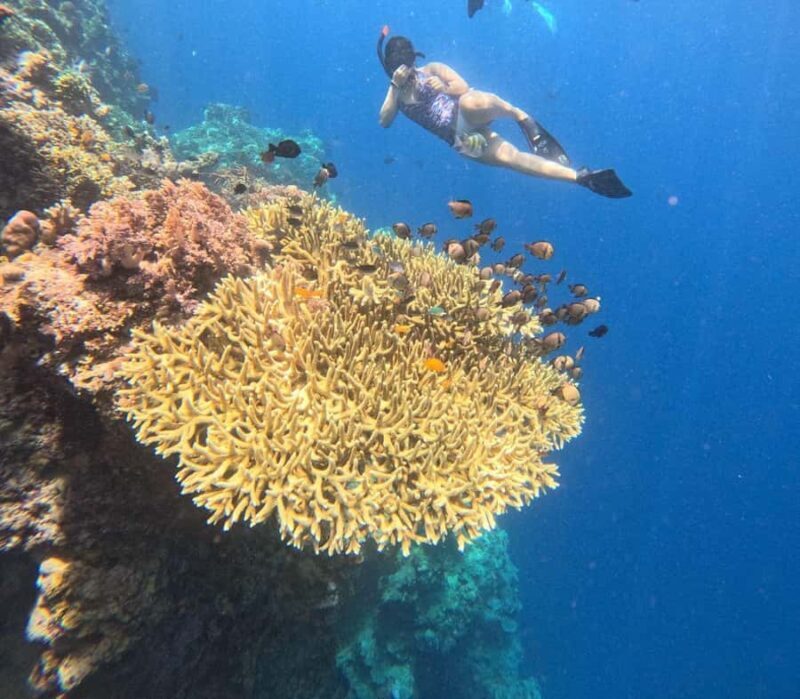 Pemuteran Bali: Menjangan Island Snorkeling Trip with Lunch - Key Points