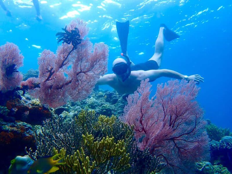 Pemuteran Bali: Menjangan Island Snorkeling Trip with Lunch - An In-Depth Look at the Menjangan Island Snorkeling Experience