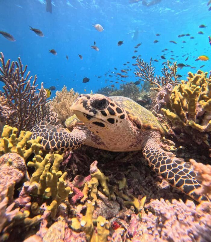 Pemuteran Bali: Menjangan Island Snorkeling Trip with Lunch - Practical Considerations