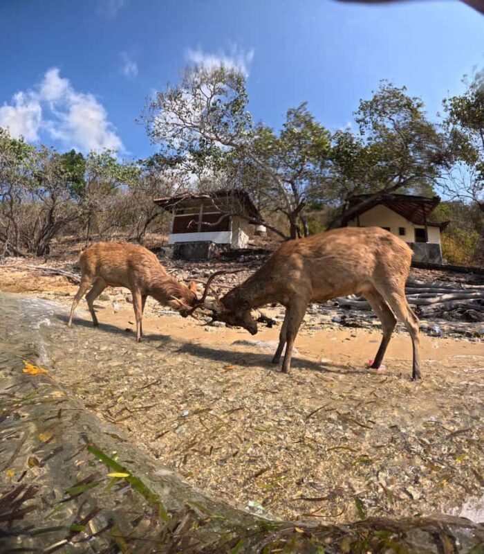 Pemuteran Bali: Menjangan Island Snorkeling Trip with Lunch - Who Is This Tour Best For?