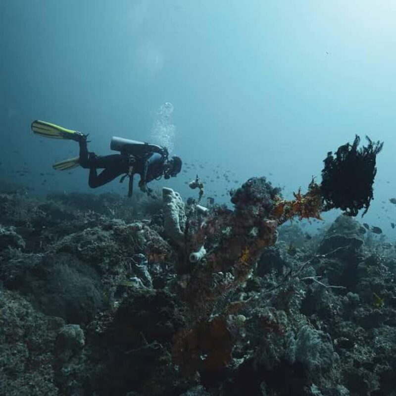 Pemuteran: Biorock Dive Master Internship - A Closer Look at the Pemuteran Biorock Dive Master Internship