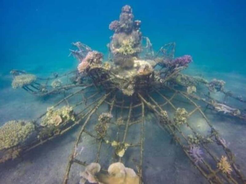 Pemuteran: Biorock Dive Master Internship - The Sum Up