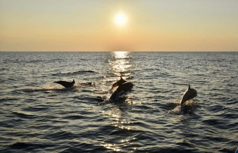Pemuteran: Dolphin Watching Tour with Hotel Transfer - Who Will Love This Tour?