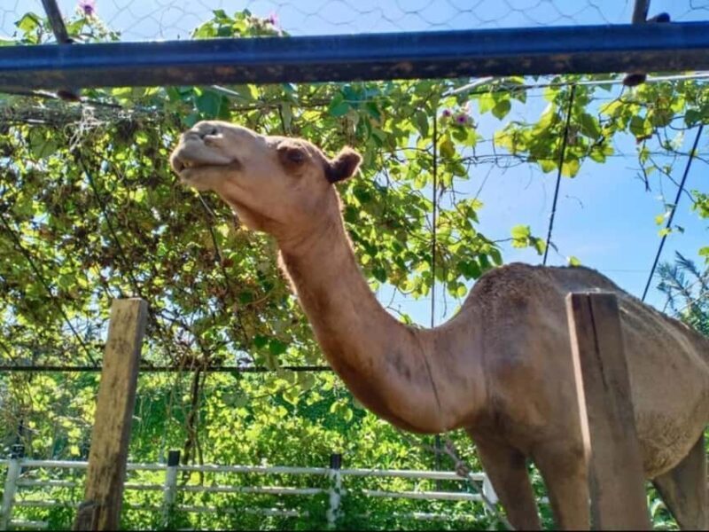 Penang: Balik Pulau Batik Painting & Mini Zoo Petting - Authenticity and Cultural Insight