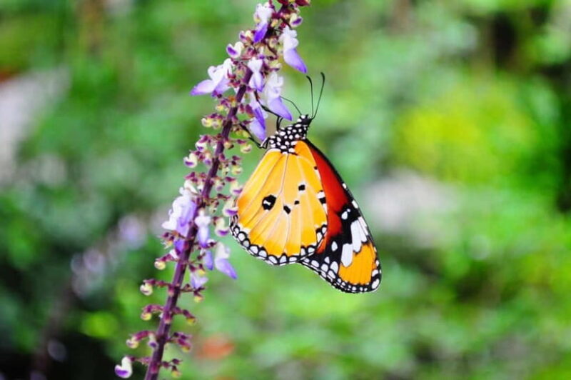 Penang: Entopia General Admission Tickets - Key Points