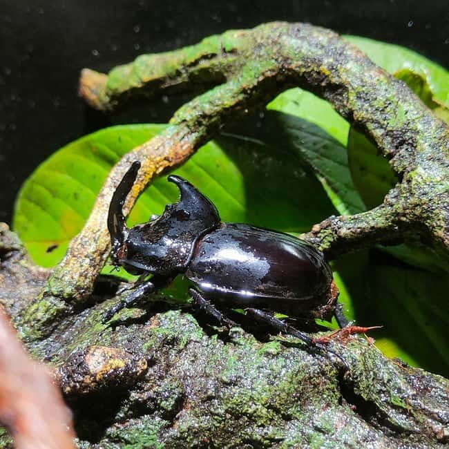 Penang: Entopia General Admission Tickets - The Practicalities and Value