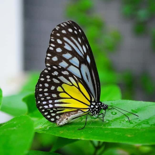 Penang: Entopia General Admission Tickets - Final thoughts: Who should visit Entopia?