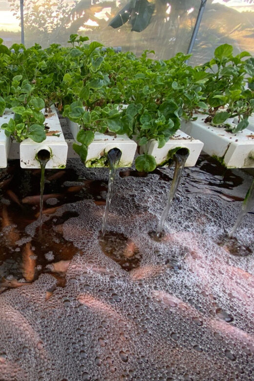 Penang: The Vanilla Village Farm Tour by Kairos - What to Expect at The Vanilla Village