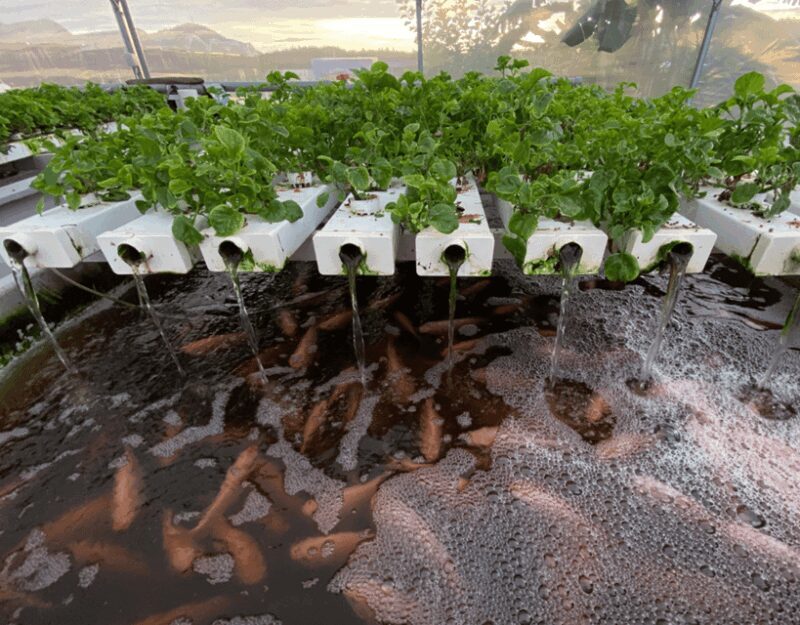 Penang: The Vanilla Village Farm Tour by Kairos - FAQ