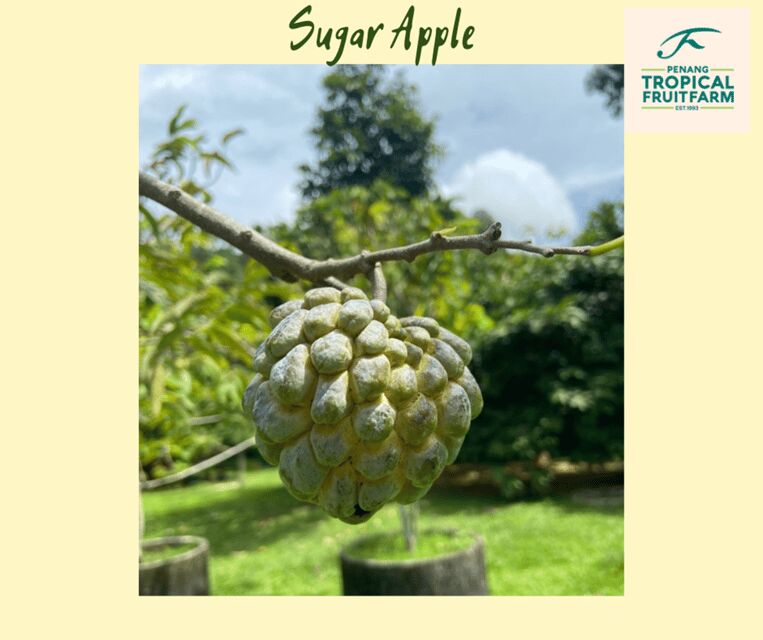 Penang: Tropical Fruit Farm Ticket - Key Points