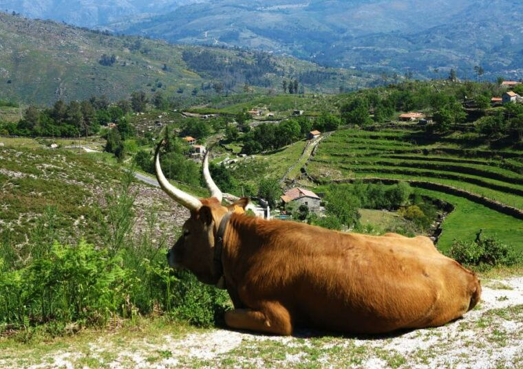 peneda-geres-full-day-premium-tour