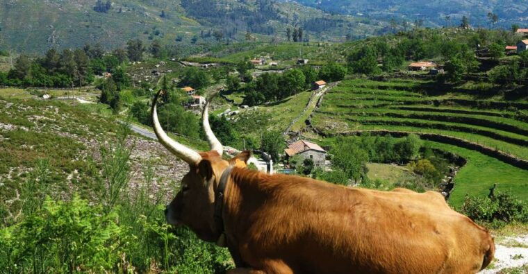 peneda-geres-full-day-premium-tour
