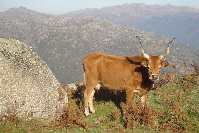 Peneda-Gerês National Park - Nature & Tastings - - FAQ
