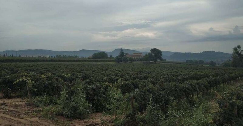 penedes-private-wine-and-cava-tasting-tour