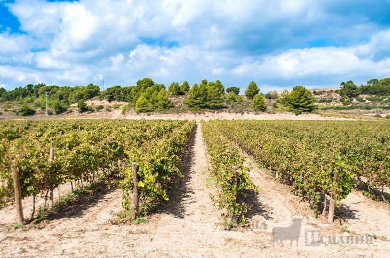penedes-wine-cellar-visit-with-tasting-from-barcelona