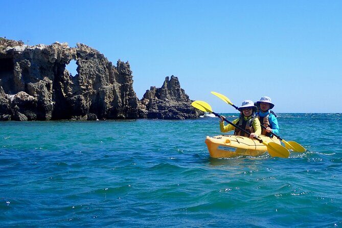 Penguin and Seal Islands Sea Kayaking Experience - Discovering the Penguin and Seal Islands Sea Kayaking Tour