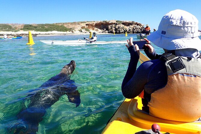 Penguin and Seal Islands Sea Kayaking Experience - FAQ  