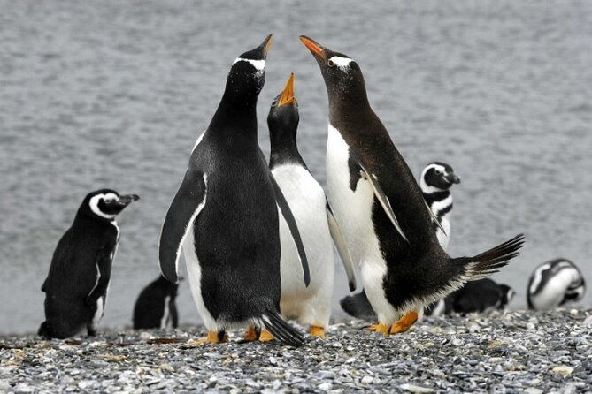 penguin-colony-in-ushuaia